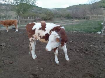 Фотографии Гостевой дом PENSIUNEA AGROTURISTICA GREEN ODOBA г. Sătuc (Румыния) №3 Фото Гостевой дом PENSIUNEA AGROTURISTICA GREEN ODOBA г. Sătuc 3